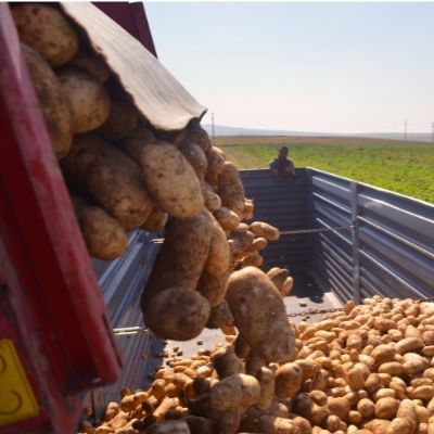 Matériel pour culture pommes de terre